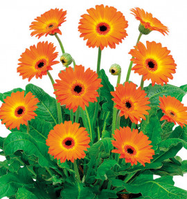 GERBERA GARVINEA® SWEET SUNSET