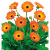 GERBERA GARVINEA® SWEET SUNSET