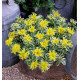 SEDUM ATLANTIS