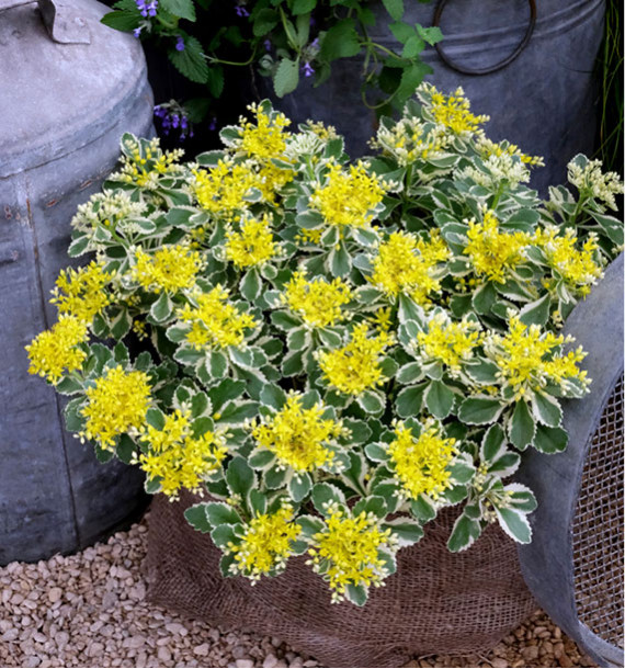 SEDUM ATLANTIS