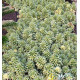 SEDUM ATLANTIS