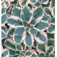 SEDUM ATLANTIS