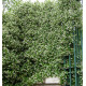 JASMIN ETOILE WINTER RUBY® Trared