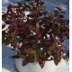 JASMIN ETOILE WINTER RUBY® Trared