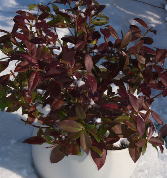 JASMIN ETOILE WINTER RUBY® Trared