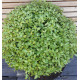 PITTOSPORUM NAIN MIDGET
