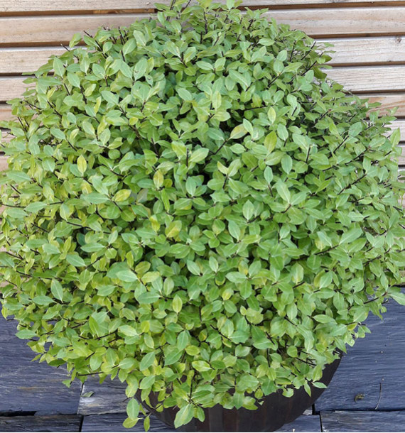 PITTOSPORUM NAIN MIDGET