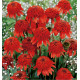 ECHINACEA PURPUREA ECCENTRIC®