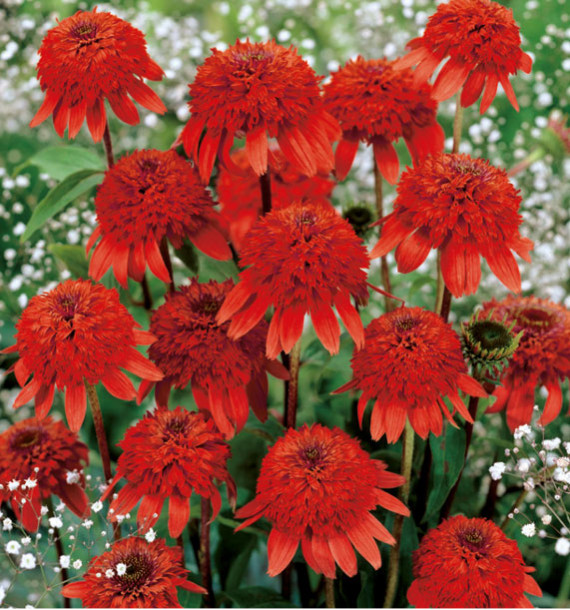 ECHINACEA PURPUREA ECCENTRIC®