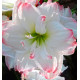 AMARYLLIS AMADEUS CANDY