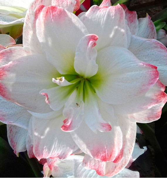 AMARYLLIS AMADEUS CANDY