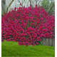 BRUYERE ERICA DARLEYENSIS LUCIE®