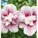 HIBISCUS SYRIACUS STARBURST CHIFFON 'Rwoods6'