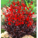 LOBELIA QUEEN VICTORIA