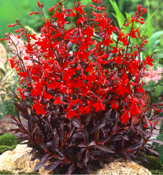 LOBELIA QUEEN VICTORIA