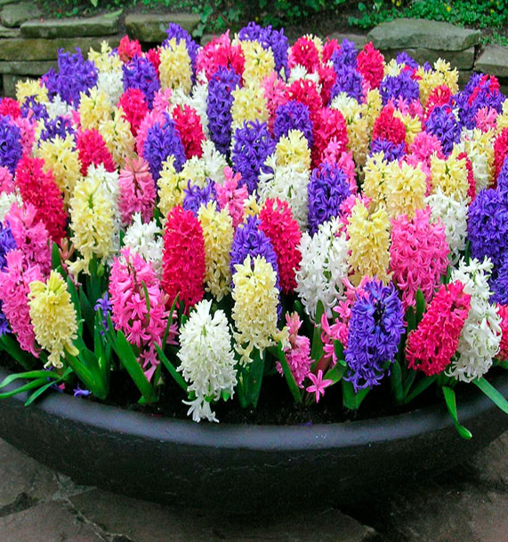 50 Bulbes De Jacinthes Mélange Coloré - Taille XXL 16/17 Cm, Parfumées, Floraison Printemps, Pour Jardins, Pots, Bordures - 11