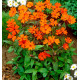 LYCHNIS VÉSUVE