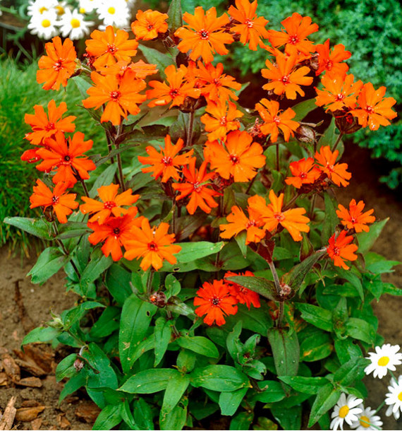 LYCHNIS VÉSUVE