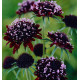SCABIEUSE ATROPURPUREA CHILE BLACK