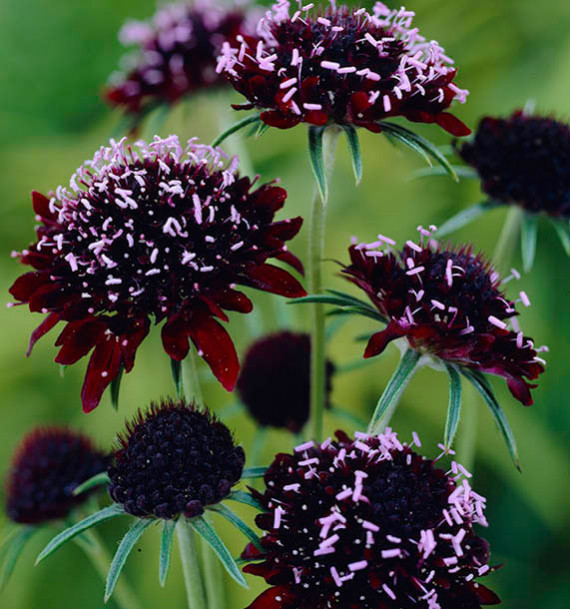 SCABIEUSE ATROPURPUREA CHILE BLACK