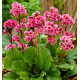 BERGENIA CORDIFOLIA