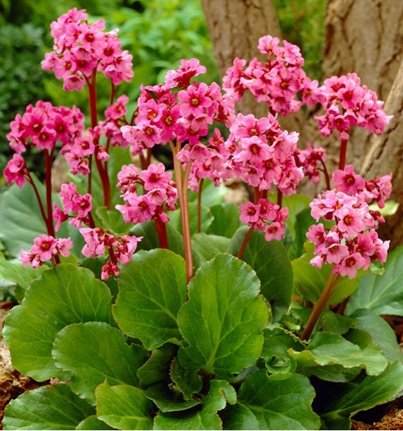 BERGENIA CORDIFOLIA