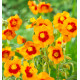 HELIANTHEMUM BEN LEWIS