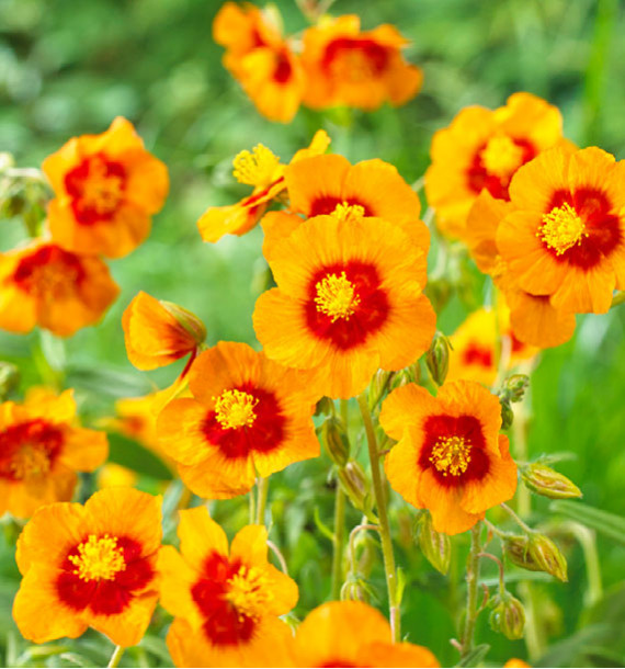 HELIANTHEMUM BEN LEWIS