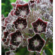 KALMIA LATIFOLIA