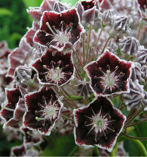 KALMIA LATIFOLIA