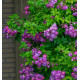 ROSIER GRIMPANT VEILCHENBLAU