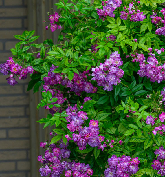 ROSIER GRIMPANT VEILCHENBLAU