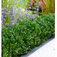 HOUX DE BORDURE LUXUS® 'Anny5'