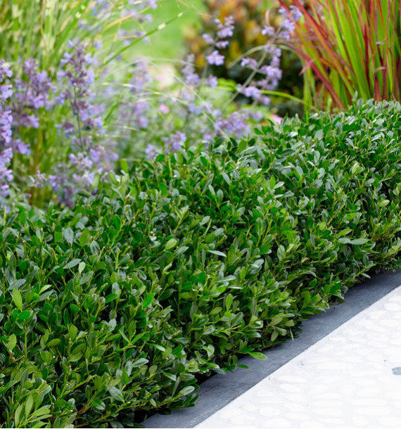 HOUX DE BORDURE LUXUS® 'Anny5'