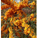 HIPPOPHAE