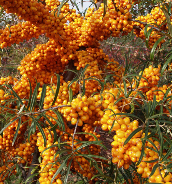HIPPOPHAE
