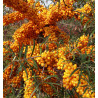 HIPPOPHAE