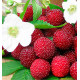 FRAMBOISIER FRAISE