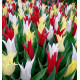TULIPES A FLEURS DE LIS TRÈS CHIC FESTIVAL EN MÉLANGE