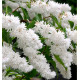 DEUTZIA SCABRA