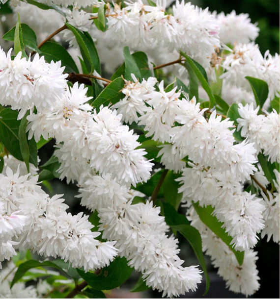 DEUTZIA SCABRA