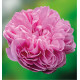ROSIER JACQUES CARTIER