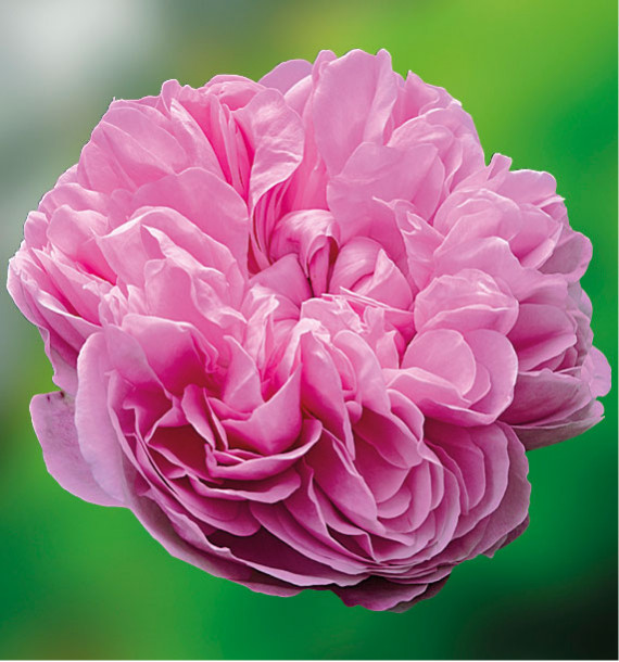 ROSIER JACQUES CARTIER