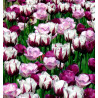 TULIPES TRIOMPHE EN COLLECTION DE 12