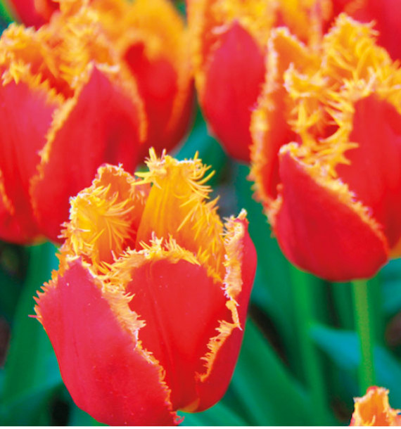 Tulipe Frangee Fabio Plante En Ligne Tulipe Frangee Fabio Plante En Ligne