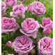 ROSIER BUISSON LIPARFUM
