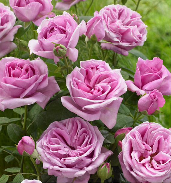 ROSIER BUISSON LIPARFUM