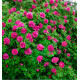 ROSA RUGOSA HANSA