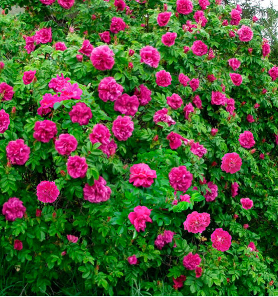 ROSA RUGOSA HANSA