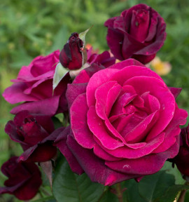 ROSIER BUISSON CAVE DE TAIN® DORvibla